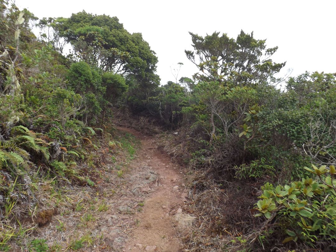 Hiking in Blue Mountain Jamaica Trail
